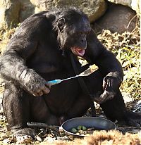 Fauna & Flora: Kanzi, 31-year-old food cooking bonobo chimpanzee