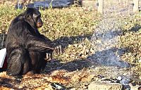 Fauna & Flora: Kanzi, 31-year-old food cooking bonobo chimpanzee