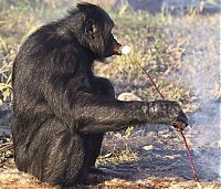 Fauna & Flora: Kanzi, 31-year-old food cooking bonobo chimpanzee