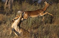 TopRq.com search results: female impala escaped from a hungry lioness