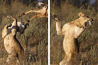 TopRq.com search results: female impala escaped from a hungry lioness