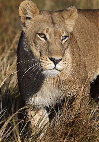 TopRq.com search results: female impala escaped from a hungry lioness