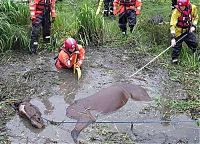 Fauna & Flora: Horse saved from a deadly muddy pond, Radcliffe, Greater Manchester, United Kingdom