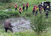 Fauna & Flora: Horse saved from a deadly muddy pond, Radcliffe, Greater Manchester, United Kingdom