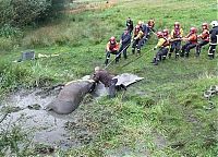 Fauna & Flora: Horse saved from a deadly muddy pond, Radcliffe, Greater Manchester, United Kingdom