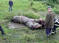 Fauna & Flora: Horse saved from a deadly muddy pond, Radcliffe, Greater Manchester, United Kingdom