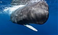 Fauna & Flora: Ambergris, whale vomit