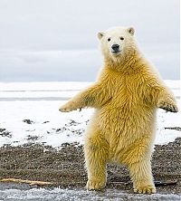 Fauna & Flora: dancing polar bear