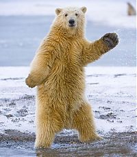 Fauna & Flora: dancing polar bear