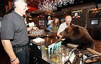 Fauna & Flora: Billy, grizzly bear pet, Vancouver, British Columbia, Canada