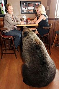 Fauna & Flora: Billy, grizzly bear pet, Vancouver, British Columbia, Canada