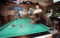 Fauna & Flora: Billy, grizzly bear pet, Vancouver, British Columbia, Canada