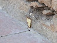 Fauna & Flora: ants carrying chips