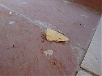 Fauna & Flora: ants carrying chips