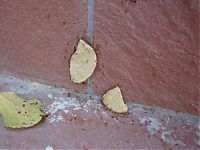Fauna & Flora: ants carrying chips