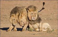 TopRq.com search results: three lazy lions
