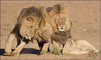 TopRq.com search results: three lazy lions
