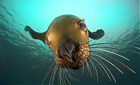 cute sea lion looking to the camera