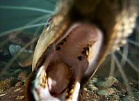 Fauna & Flora: cute sea lion looking to the camera