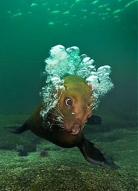 Fauna & Flora: cute sea lion looking to the camera