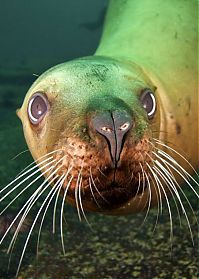 Fauna & Flora: cute sea lion looking to the camera