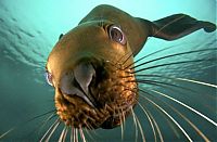 cute sea lion looking to the camera