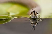 TopRq.com search results: British Wildlife Photography Awards 2012