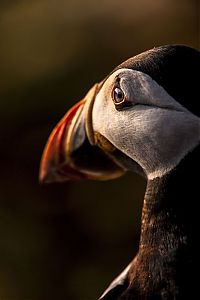 Fauna & Flora: British Wildlife Photography Awards 2012