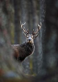 TopRq.com search results: British Wildlife Photography Awards 2012