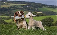 Fauna & Flora: jess, welsh springer spaniel sheep herding dog