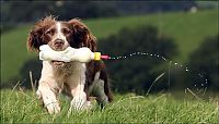 Fauna & Flora: jess, welsh springer spaniel sheep herding dog