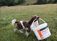 Fauna & Flora: jess, welsh springer spaniel sheep herding dog