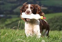 Fauna & Flora: jess, welsh springer spaniel sheep herding dog