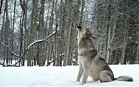 TopRq.com search results: Living with Wolves, Jim and Jamie Dutcher