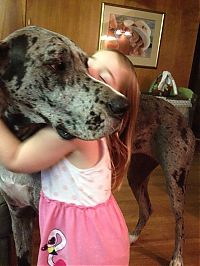 Fauna & Flora: dog