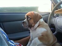 dog