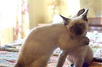 Fauna & Flora: hugging kittens