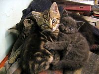 Fauna & Flora: hugging kittens