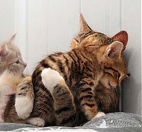 Fauna & Flora: hugging kittens