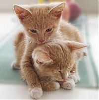 Fauna & Flora: hugging kittens