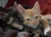 Fauna & Flora: hugging kittens