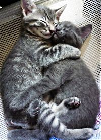 hugging kittens