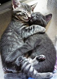 Fauna & Flora: hugging kittens