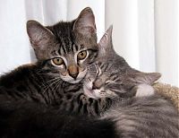 Fauna & Flora: hugging kittens