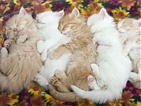 TopRq.com search results: hugging kittens