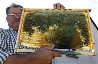 Fauna & Flora: Bees make a different honey, France