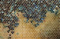 TopRq.com search results: Bees make a different honey, France
