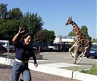 TopRq.com search results: giraffe on the loose