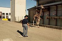 TopRq.com search results: giraffe on the loose