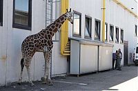 TopRq.com search results: giraffe on the loose